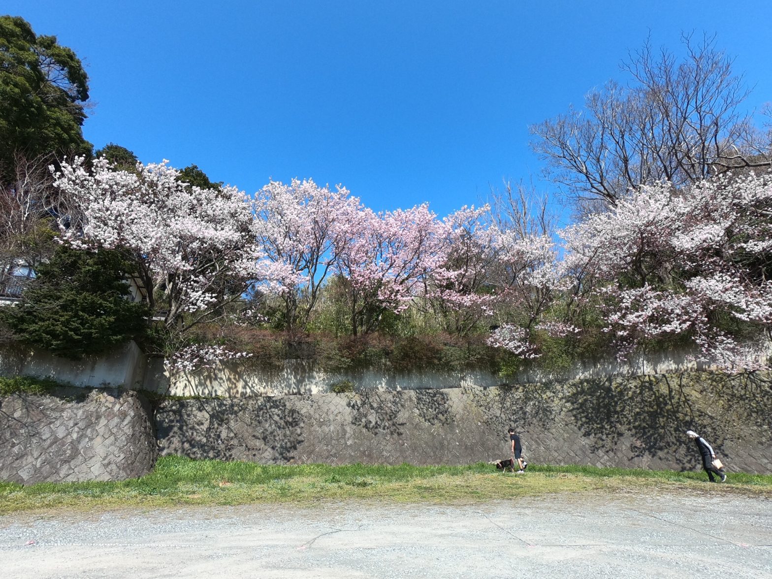 Fresh Cherry Blossoms in Odawara, Japan
