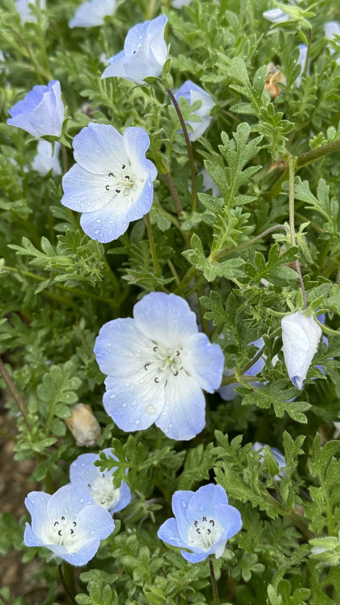 星に手を伸ばそうと [Shakespeare For You]