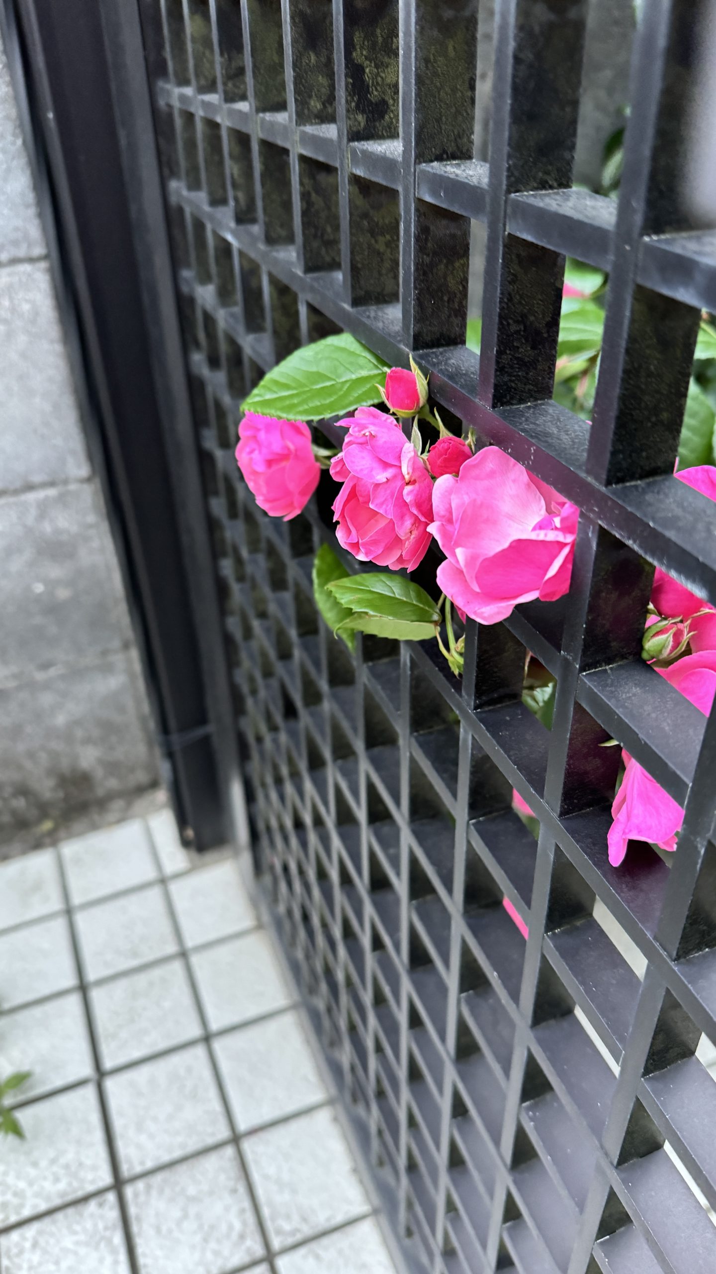 希望は恋する者を支えてくれる杖 [Shakespeare For You]