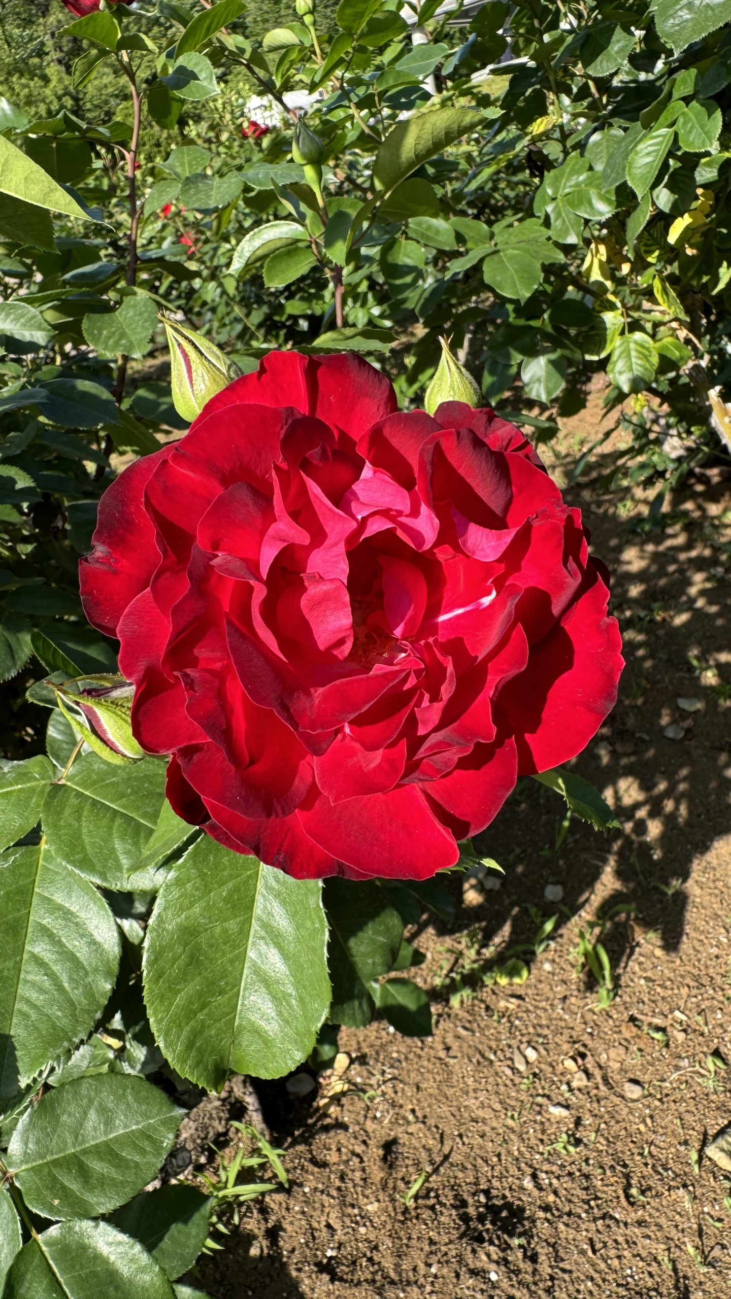 演技には意味が二つある！