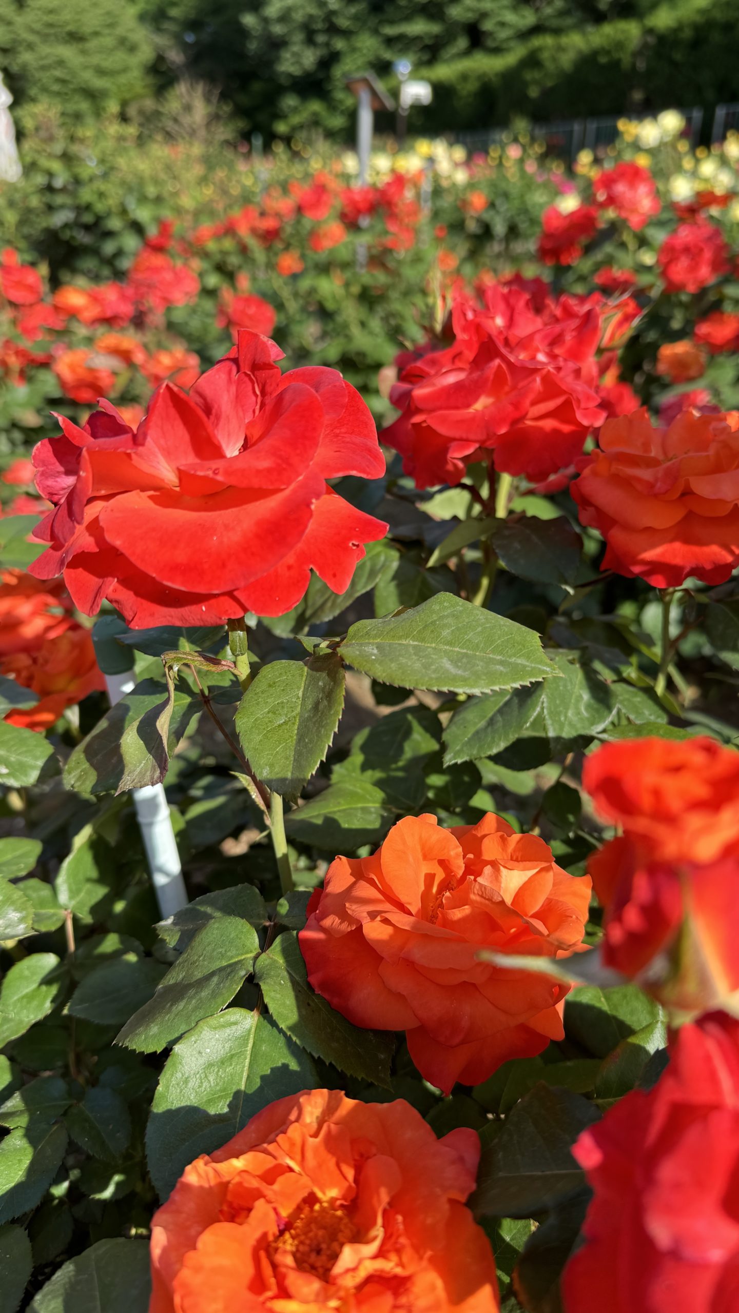 嘘つき男のお抱え手段 [Shakespeare For You]