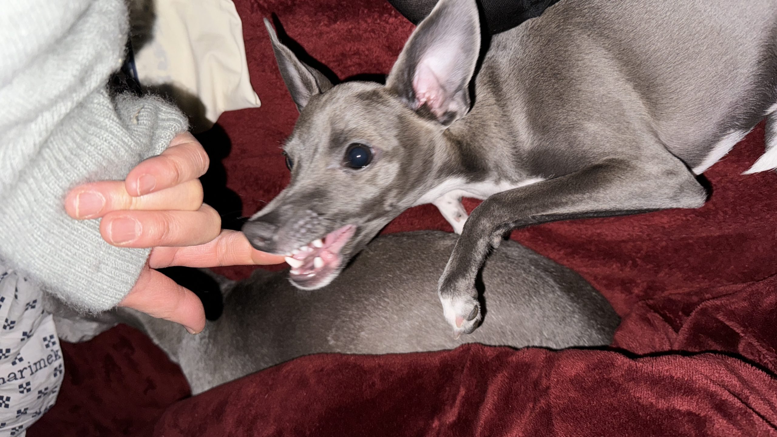 美しすぎ、真っ直ぐすぎ、清らかすぎ [Shakespeare For You]