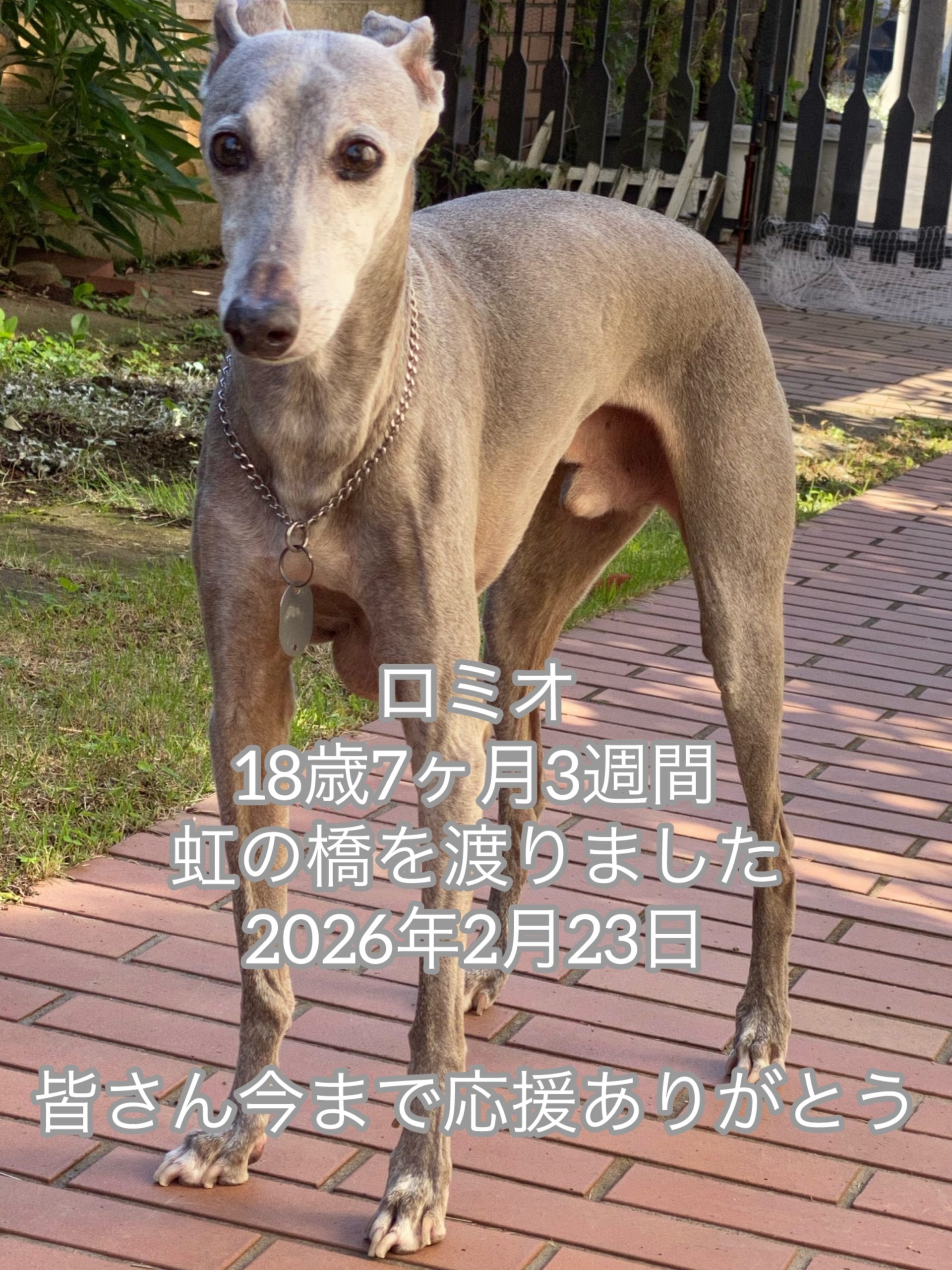 Romeoがついに虹の橋を渡りきりました