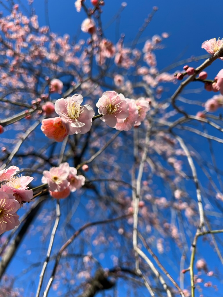 Plum Blossoms in Odawara