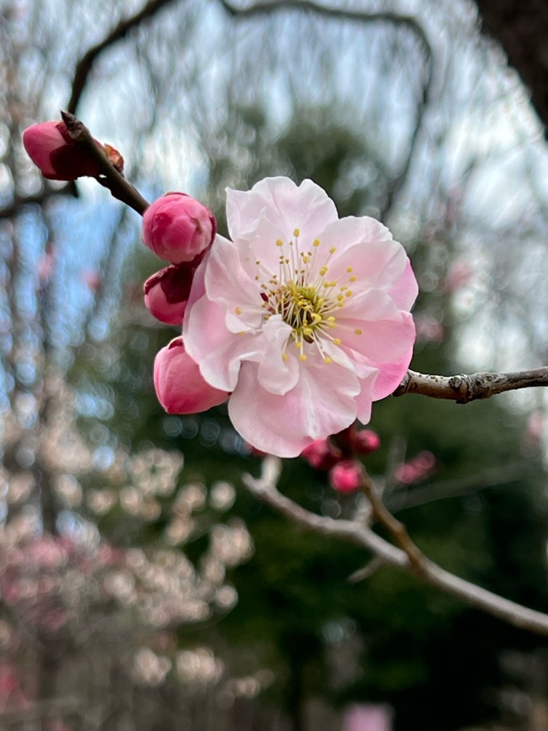 Japanese Spring with Plum Blossoms