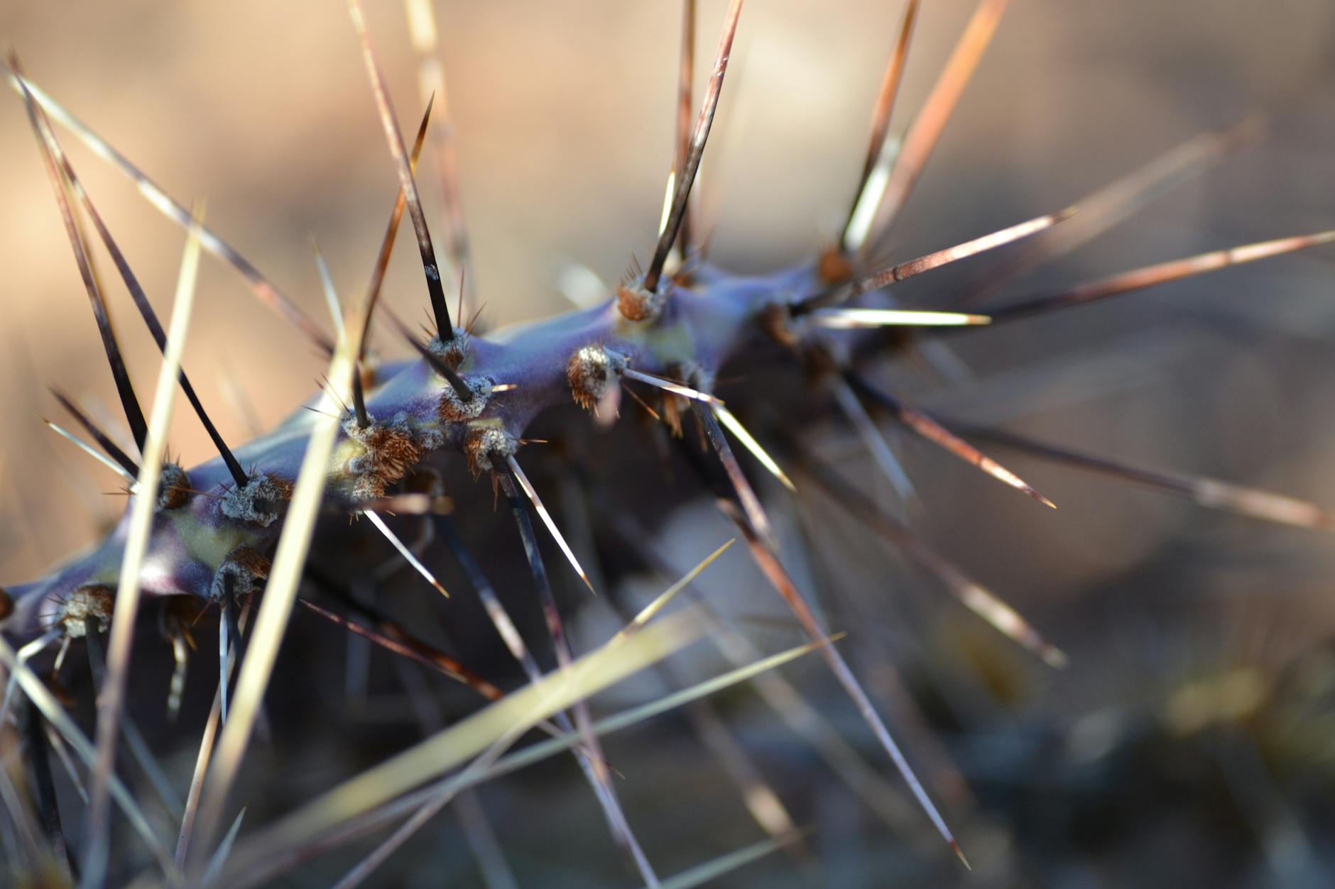 macro photography of spiky plant