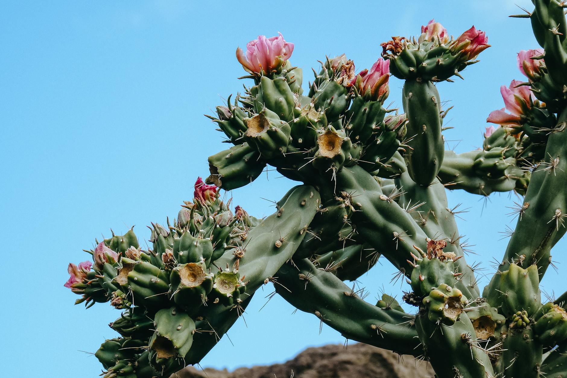 blooming cactus under clear blue sky