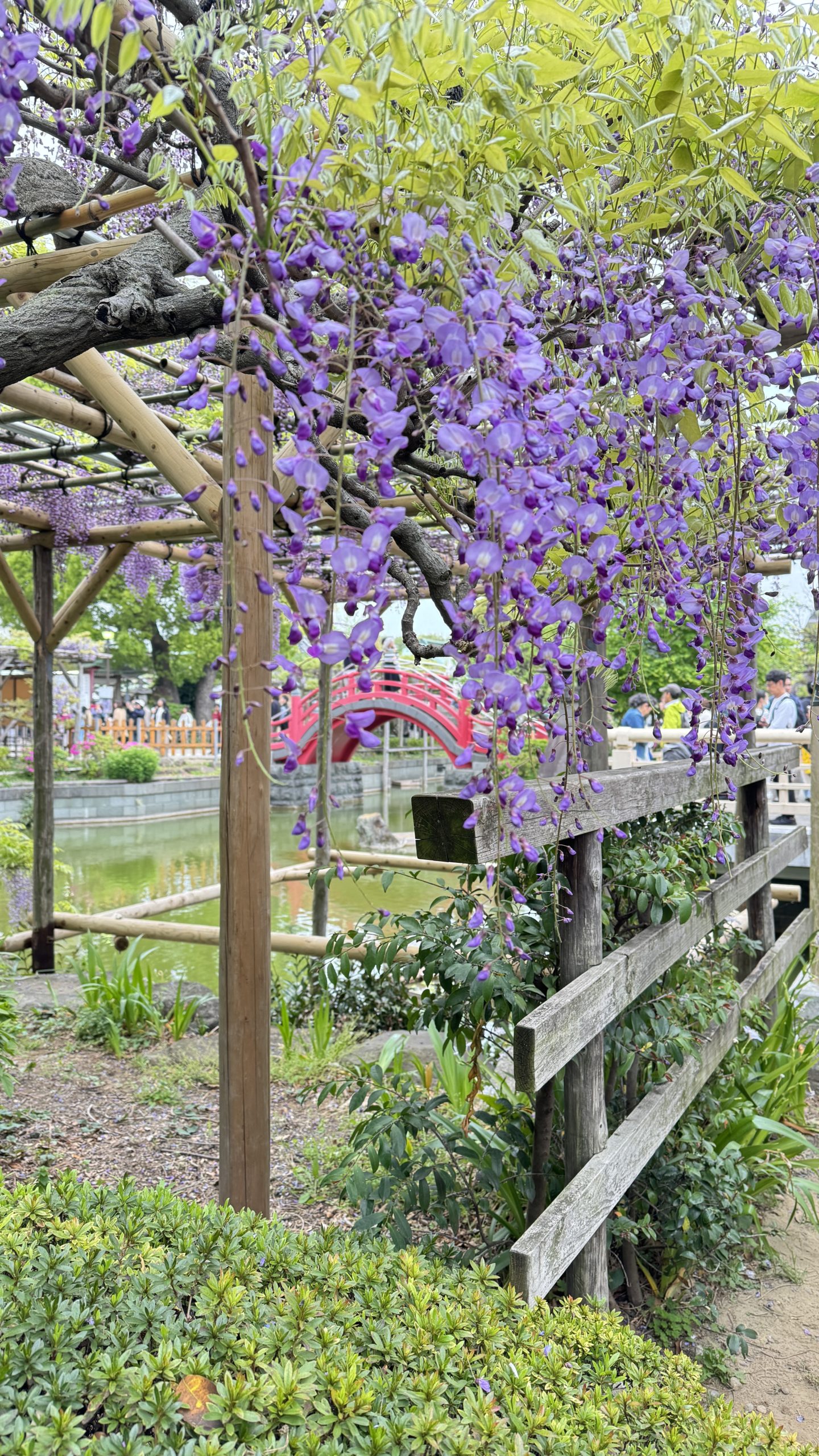Kameido Shrine with Wisteria, and “Too Low A Mistress” [Shakespeare For You]