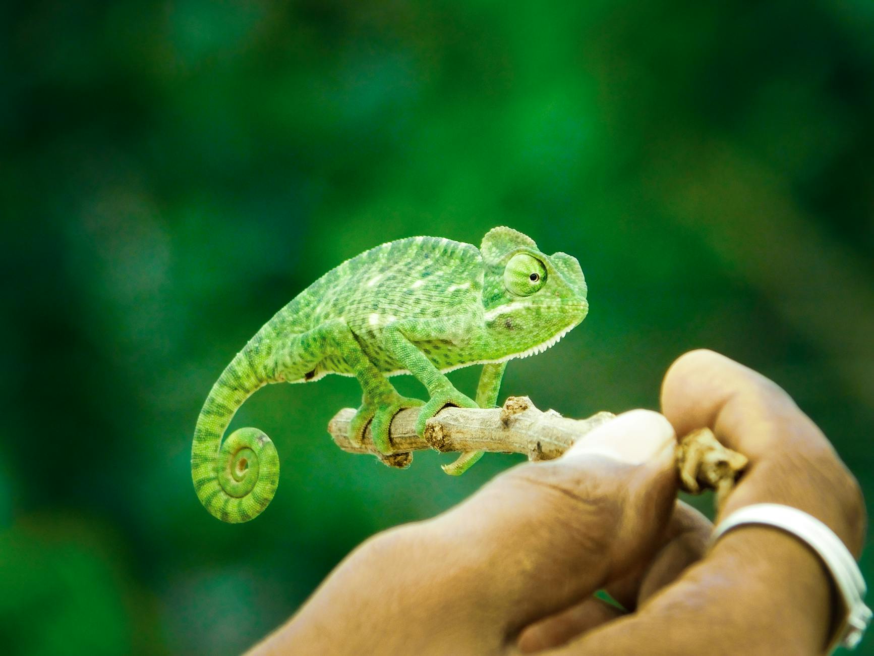 He Is A Kind Of Chameleon [Shakespeare For You]